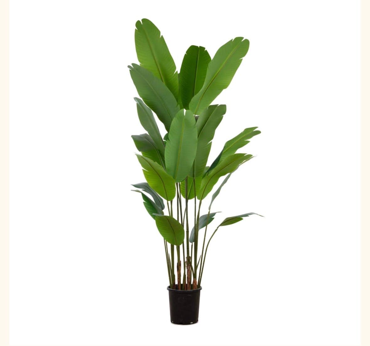 Yapay Starliçe 185 cm 