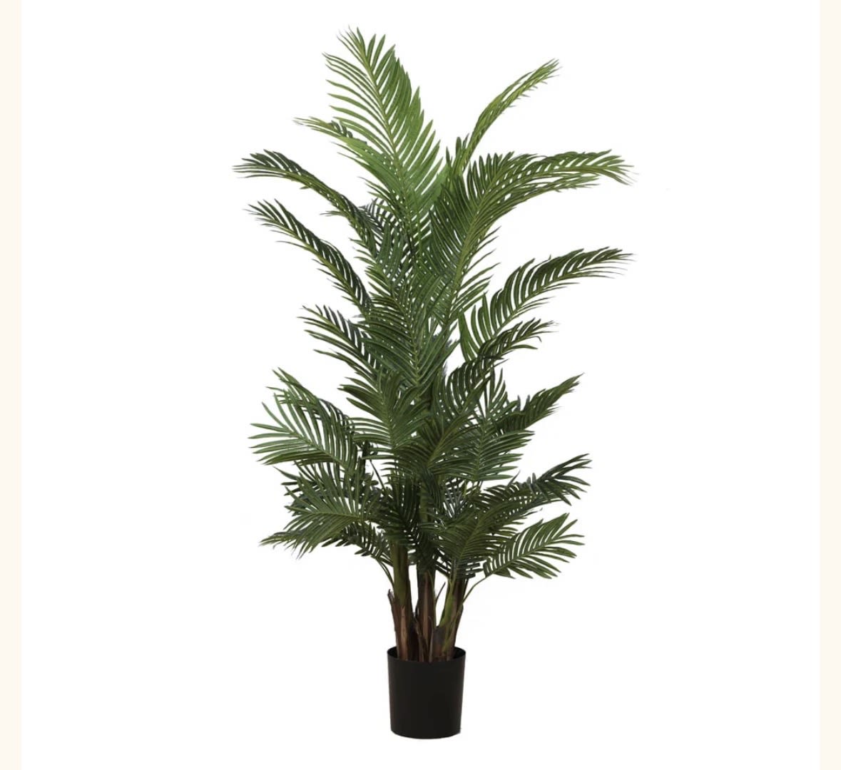 Areca Palmiye 180 cm 1