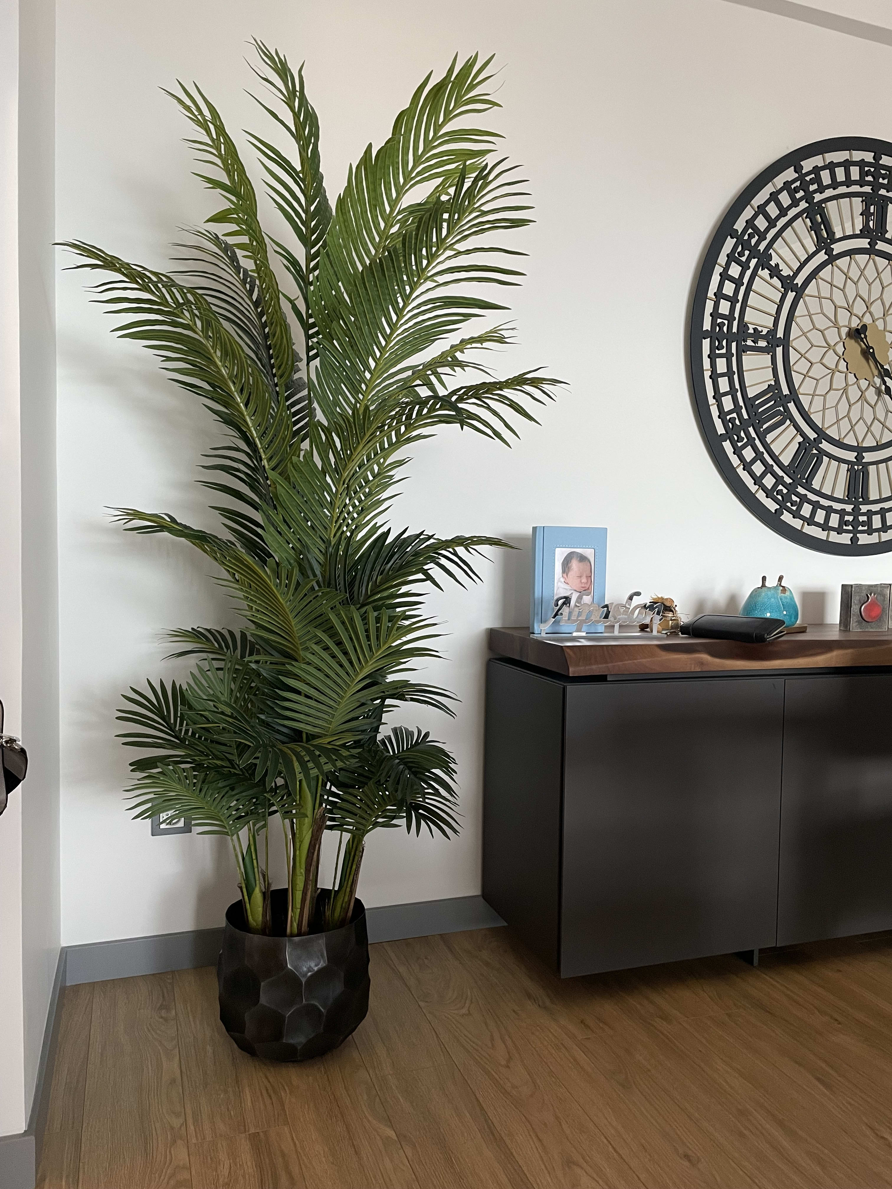 Areca Palmiye 180 cm 2